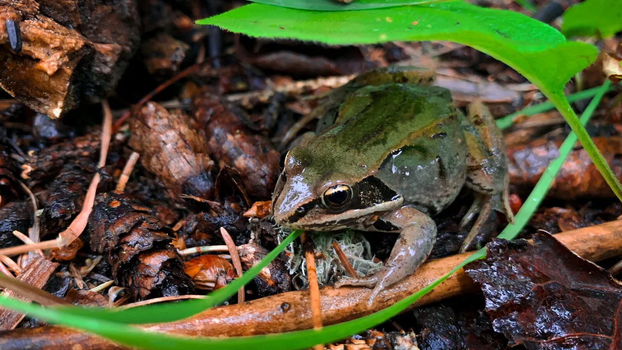 Close to the ground: a frog among wet bark and leaf litter, a blade of bright green grass arching over it.