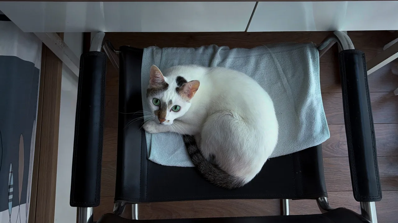 Seen from above: a white cat with grey patches curled on a folded towel on a black chair, looking up.